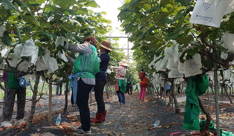 서구새마을회,_농촌일손돕기_‘포도봉지_씌우기’_(2).jpg 이미지