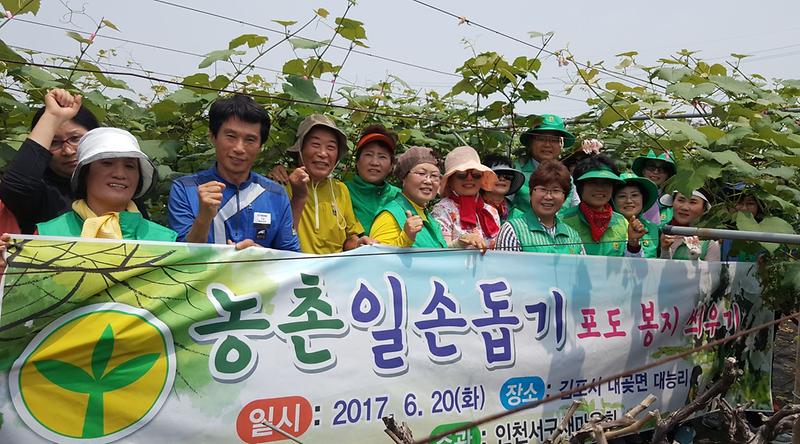서구새마을회,_농촌일손돕기_‘포도봉지_씌우기’.jpg 이미지