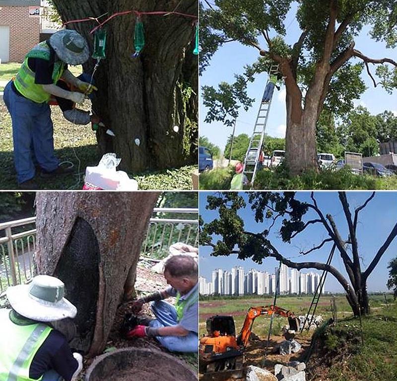 3서구,_보호수_유지관리_시행.jpg 이미지