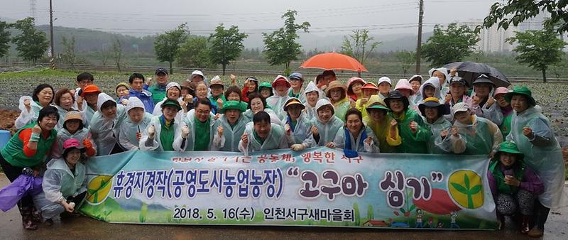 5서구,_새마을회_사랑의_고구마_순_심기.jpg 이미지