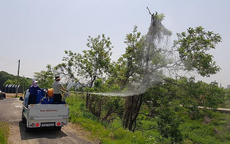 7서구,_돌발해충_집중방제에_총력.jpg 이미지