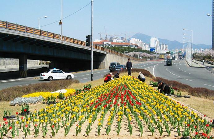 서구,_꽃피는_도시조성을_위한_계절_초화_지원사업_실시_(2).jpg 이미지