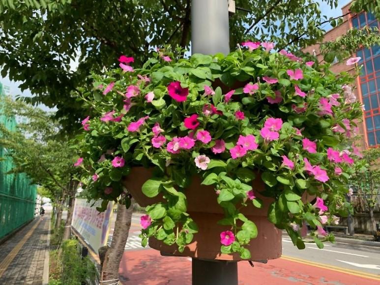 4청라3동,_학교주변_가로등꽃걸이_설치.jpg 이미지