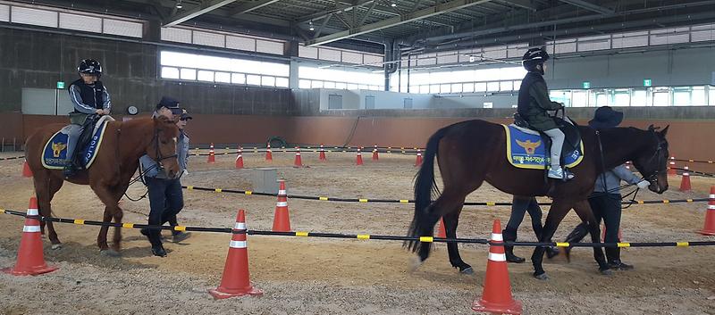 4서구_드림스타트,_‘힐링_승마교실’_운영.jpg 이미지