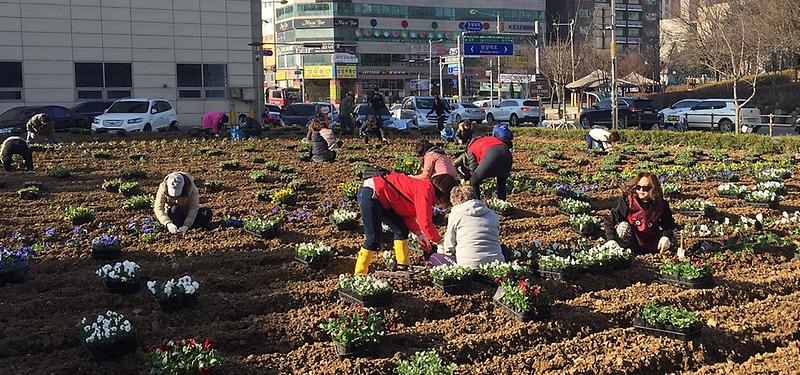 4서구_원당동,_아름다운_꽃밭_만들기_사업_추진_(2).jpg 이미지