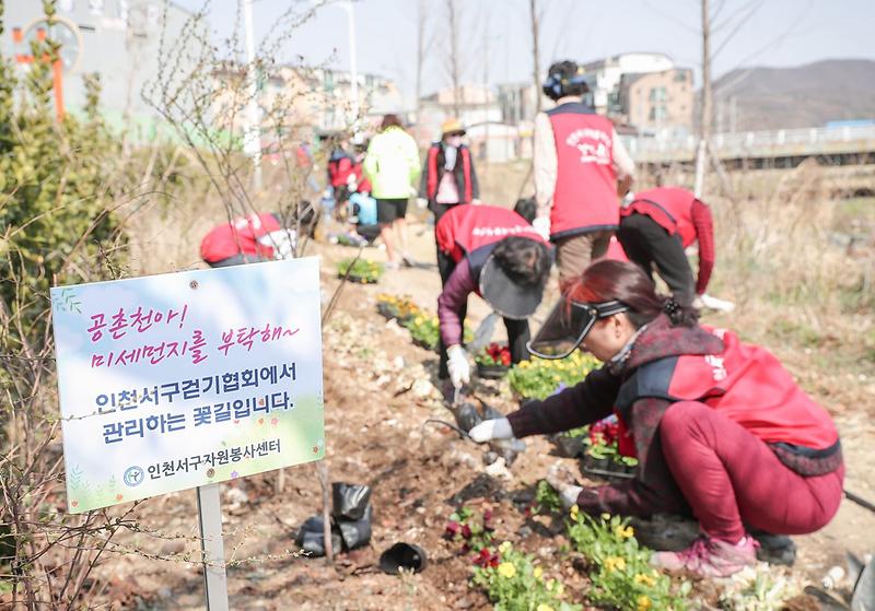 5서구,_공촌천_꽃길_조성_사업_전개_(1).jpg 이미지