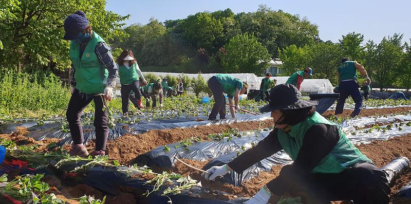 5서구새마을회,_‘사랑의_고구마_순_심기’_진행_(1).jpg 이미지