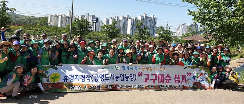 5서구새마을회,_‘사랑의_고구마_순_심기’_진행_(2).jpg 이미지