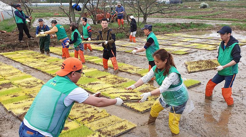 6서구새마을회,_‘모판_나르기’_농가일손_돕기.jpg 이미지