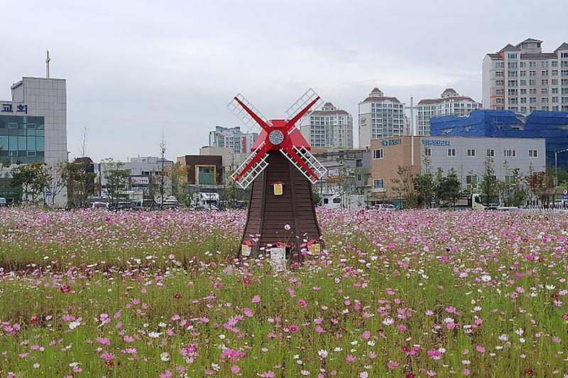 7오류왕길동,_코스모스의_향연_가을길_걸어보세요!.jpg 이미지