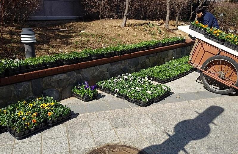 8청라3동,_꽃과_함께하는_봄맞이_준비_(2).jpg 이미지