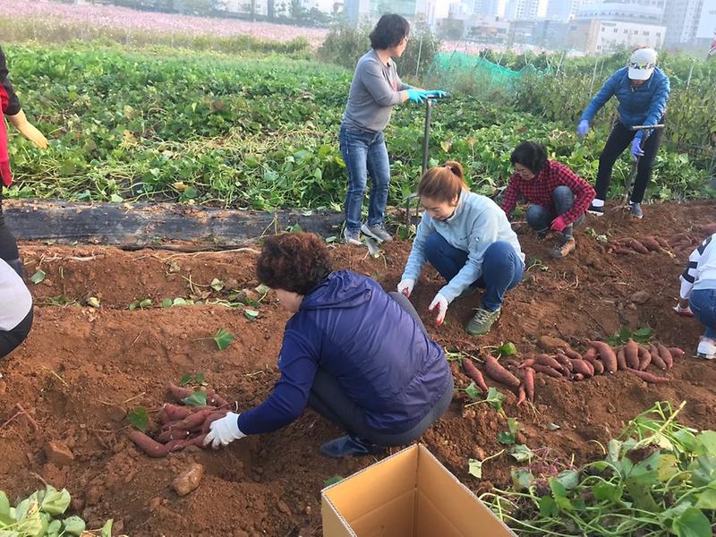 8오류왕길동,_고구마_수확․․․기쁨은_나눌수록_커져요!_(2).jpg 이미지