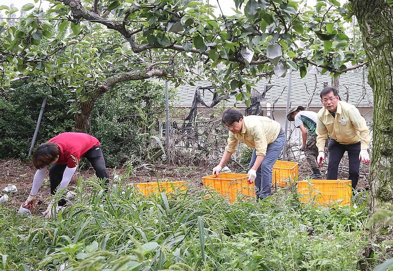 서구,_태풍_낙과_피해농가_복구_지원_나서1.jpg 이미지