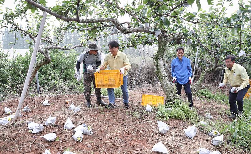 서구,_태풍_낙과_피해농가_복구_지원_나서2.jpg 이미지