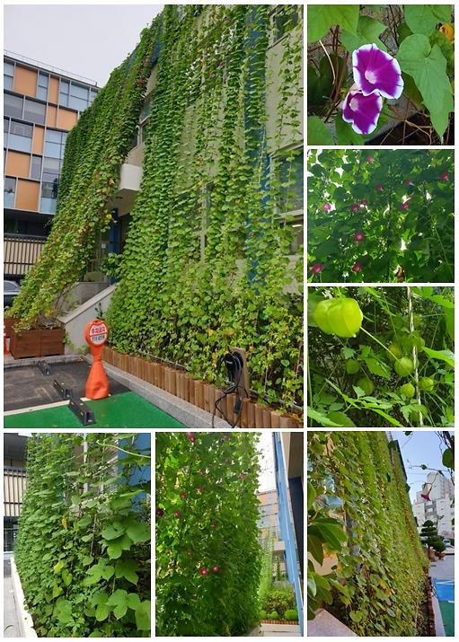 2‘스마트_에코녹화(그린커튼)’_시범사업_완료.jpg 이미지