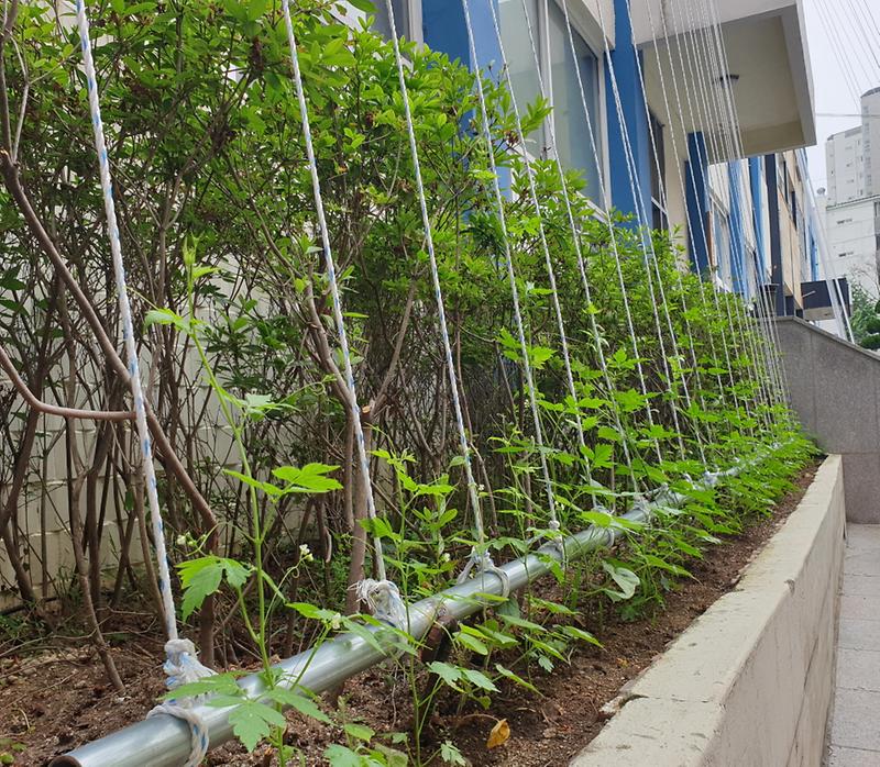 2서구,_인천_최초로_‘에코녹화(그린_커튼)’_시범사업_추진.jpg 이미지