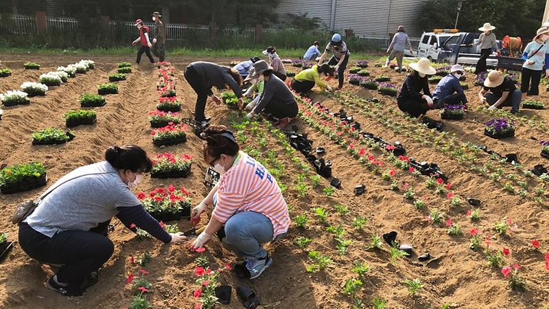 3원당동,_‘아름다운_꽃밭_만들기’로_‘명품_마을’_조성해요~.jpg 이미지