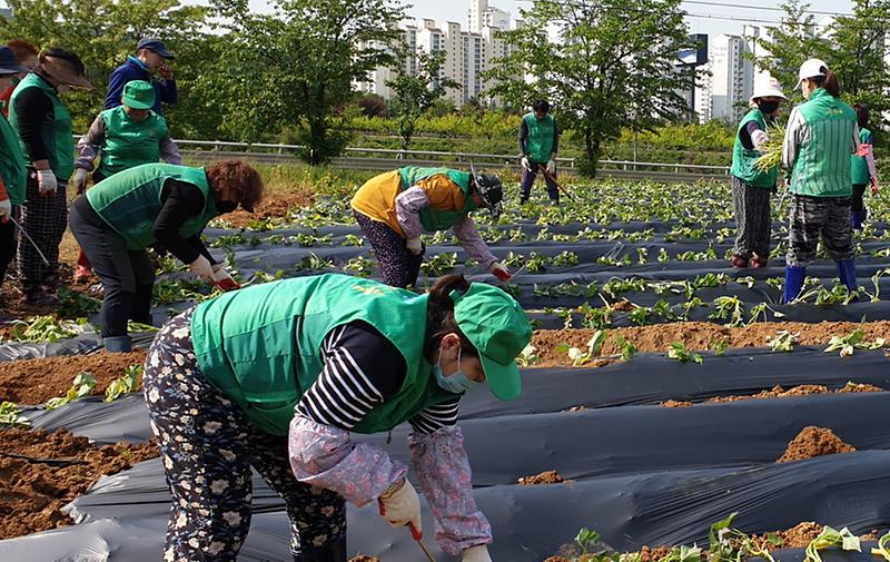 4서구새마을회,_이웃돕기_위해_‘휴경지_고구마_순_심기’_진행.jpg 이미지