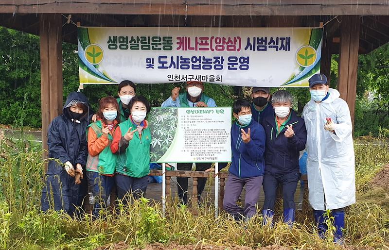 5서구새마을회,_‘미세먼지_먹는’_친환경_작물_케나프_식재.jpg 이미지