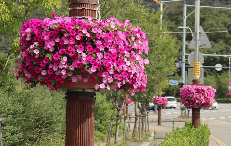 5스마트_그린도시_서구,_가로등걸이_꽃_화분_설치.jpg 이미지