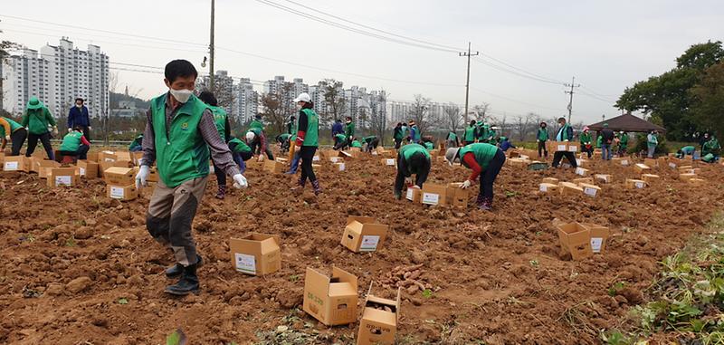 6인천서구새마을회,_정성껏_가꾼_‘사랑의_고구마’_수확_(1).jpg 이미지