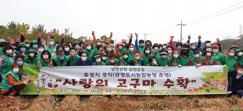 6인천서구새마을회,_정성껏_가꾼_‘사랑의_고구마’_수확_(2).jpg 이미지