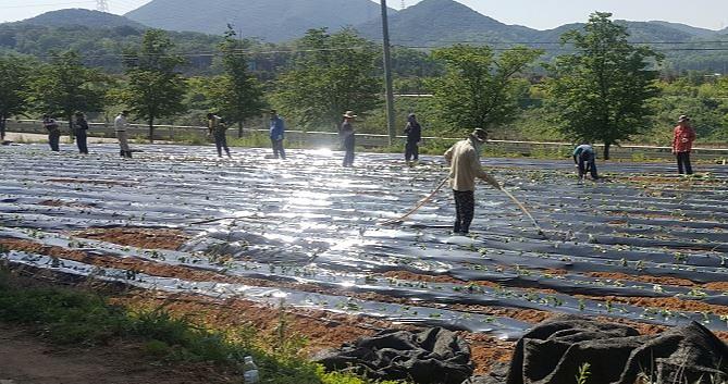 7서구,_도심_속_농장_운영_단체_모집__고구마순식재사진.jpg 이미지