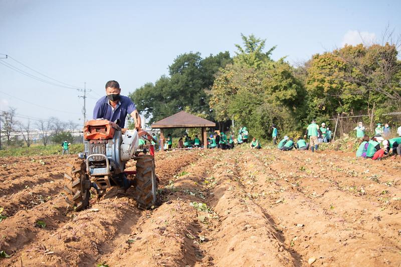 12도심_유휴지에_심은_고구마_수확_한창_사진기사__(2).jpg 이미지