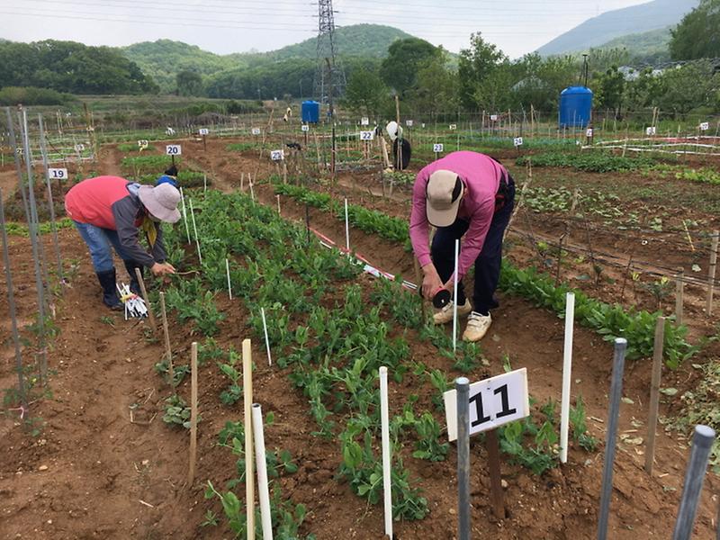 5서구,_노인마을형_실버농장_분양대상자_모집_(1).jpg 이미지