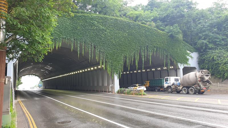 5서구,_원신공원_생태터널_담쟁이덩굴_긴급_제거_.jpg 이미지