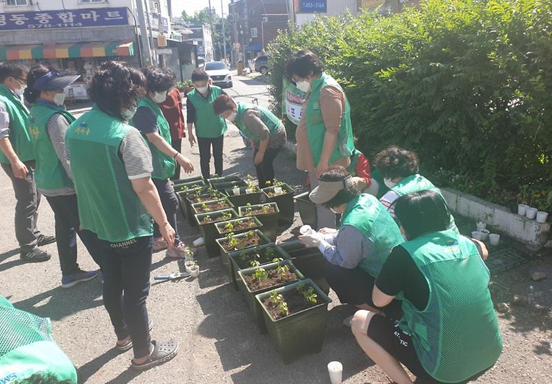 6_가좌4동_새마을부녀회,_생명살림운동으로_친환경_식물_케냐프_심어1.jpg 이미지