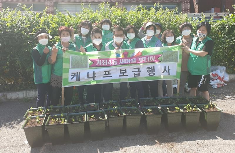 6_가좌4동_새마을부녀회,_생명살림운동으로_친환경_식물_케냐프_심어2.jpg 이미지