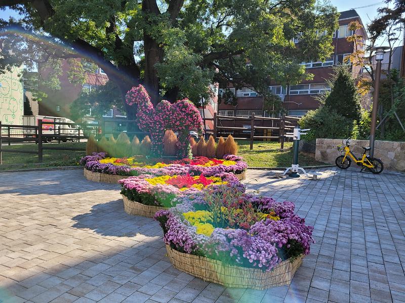 6서구,_‘꽃_피는_신현원마을’_만들기...국화작품_전시__(1).jpg 이미지