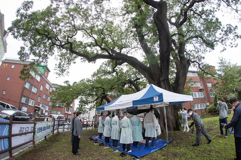 6서구,_자연유산_민속행사_‘신현동_회화나무_당제’_열려__(1).jpg 이미지