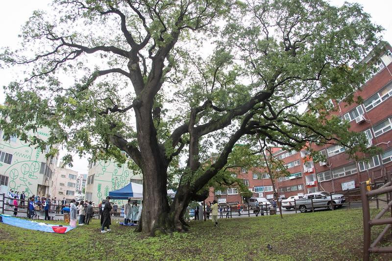 6서구,_자연유산_민속행사_‘신현동_회화나무_당제’_열려__(2).jpg 이미지