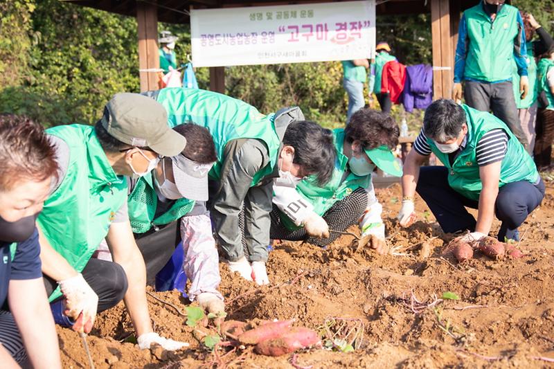 6서구새마을회,_유휴지에_고구마_심어_수확···소외계층에_나눠__(1).jpg 이미지