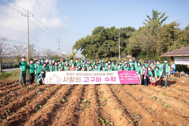 6서구새마을회,_유휴지에_고구마_심어_수확···소외계층에_나눠__(2).jpg 이미지