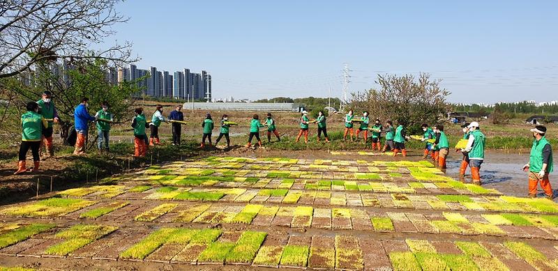 8서구새마을회,_농가_일손_돕기_봉사활동에_구슬땀__(3).jpg 이미지
