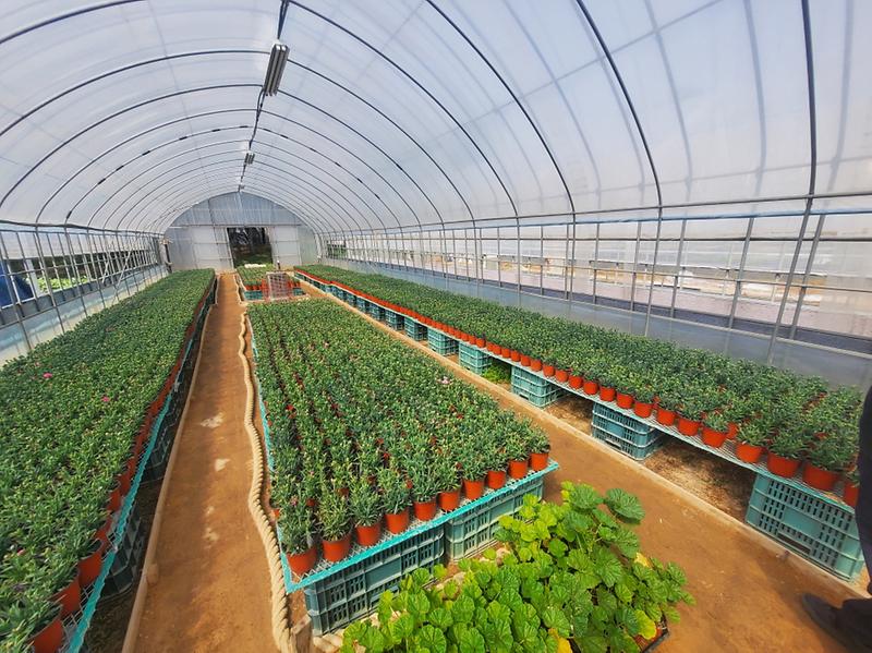 11‘회복탄력’_시험장으로_변신하는_‘청라소각장’1-1_소각열로재배한카네이션재배.jpg 이미지