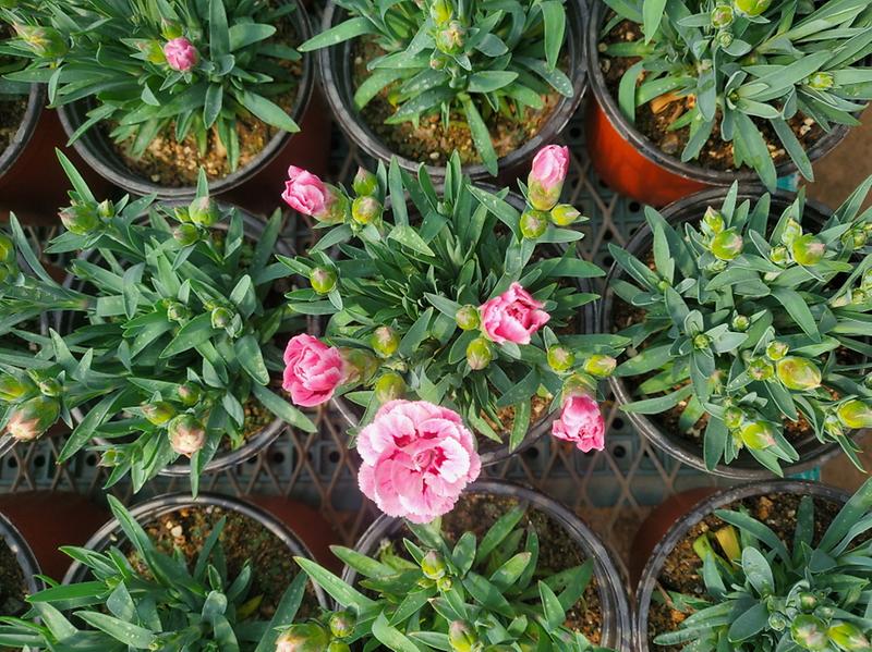 11‘회복탄력’_시험장으로_변신하는_‘청라소각장’1-2_소각열로재배한카네이션.jpg 이미지