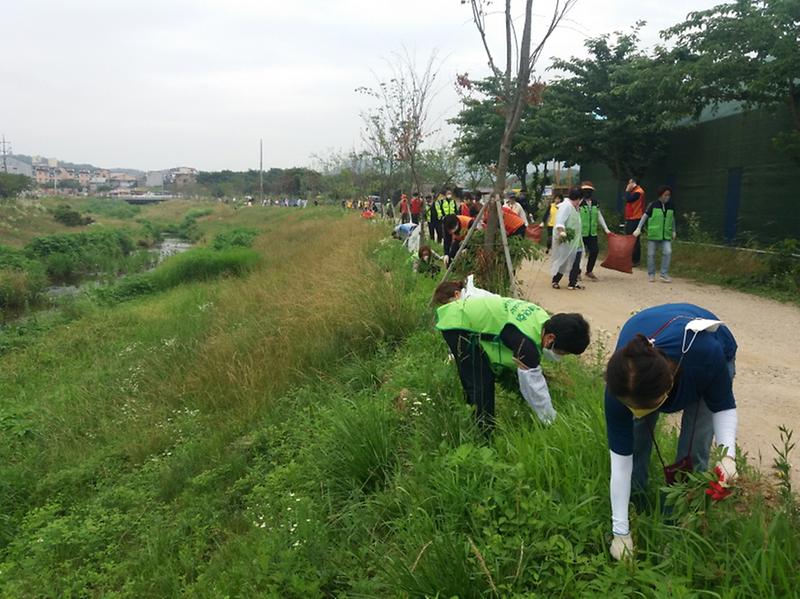 1서구,_‘하천에_생태교란종_제거하고_자생식물_심는다’__(1).jpg 이미지