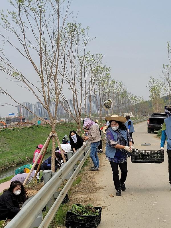 1서구,_‘하천에_생태교란종_제거하고_자생식물_심는다’__(2).jpg 이미지