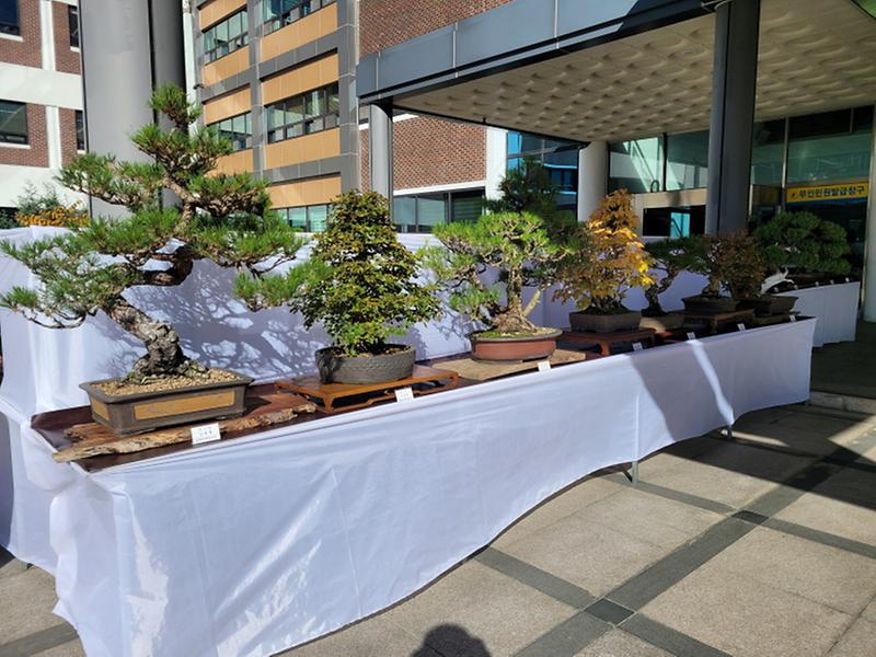 2서구,_‘제5회_야생화_및_분재작품_전시회’_개최__(3).jpg 이미지