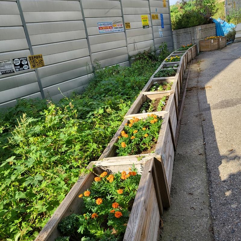 5원당동,_‘상습_무단투기_지역에_피어난_가을꽃’_.jpg 이미지