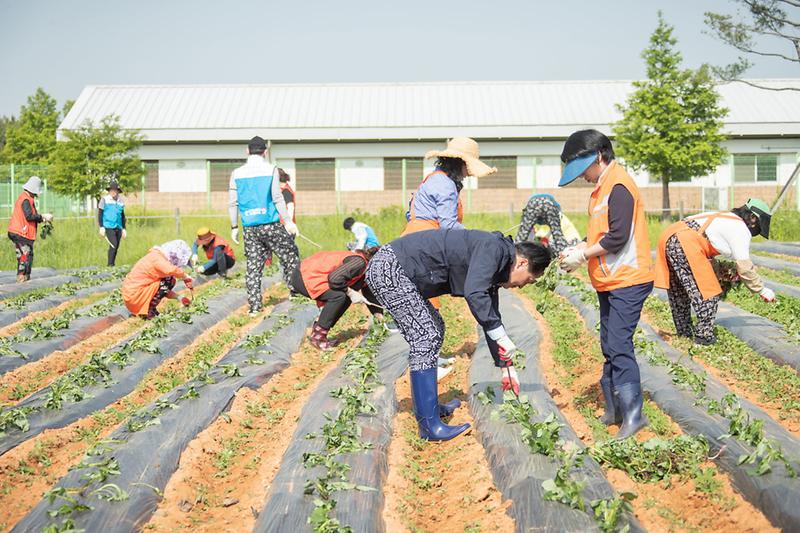 3한국중부발전(주)·인천사회봉사협의회,_‘사랑의_고구마_심기’__(1).jpg 이미지