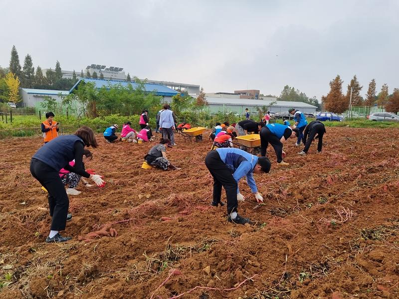 5한국중부발전_인천발전본부와_인천사회봉사협의회,_수확한_고구마_나눔(2).jpg 이미지