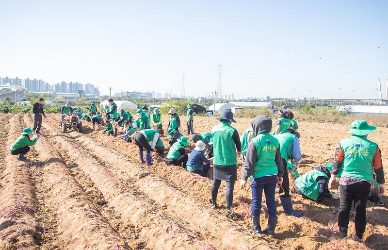 7서구_새마을회,_소외계층_돕기위한_사랑의_고구마_나누기(4).jpg 이미지