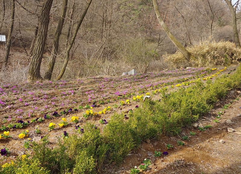 8석남3동,_‘석남약수터에_봄꽃_피었어요’···주민단체_합심해_봄꽃_심어__(1).jpg 이미지
