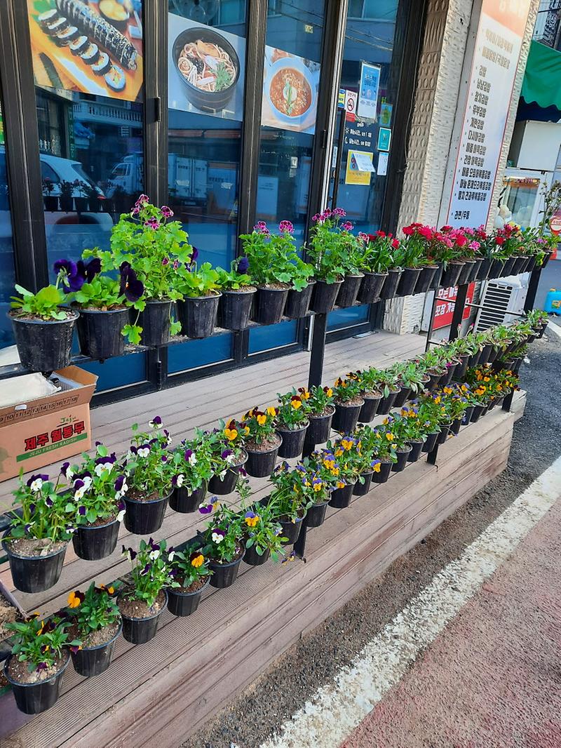 9‘봄꽃_향기_가득’_석남1동,_골목_구석구석에_꽃_1만_본_심어__(1).jpg 이미지