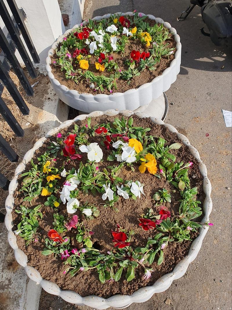 9가좌3동,_주민과_함께_‘봄꽃심기’···무단투기_예방도_기대__(2).jpg 이미지